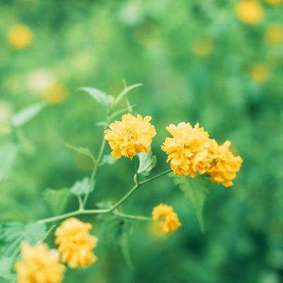 cos乱斗女皇九游版下载